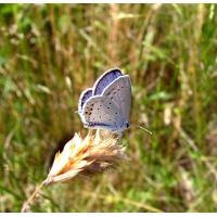 Short-tailed Blue Everes argiades 10 larvae